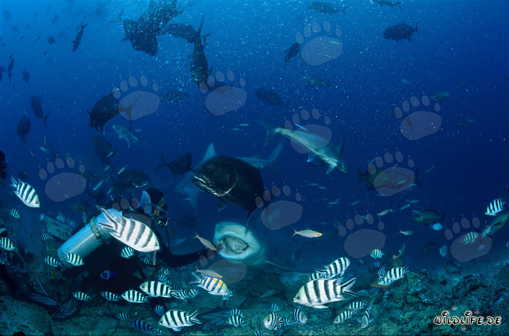 Tiburón toro fascinante con la boca abierta en Beqa Lagoon, Fiji