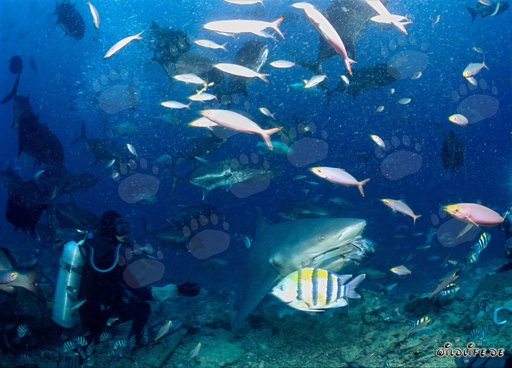 Bull shark grabs the fish bait and disappears into the reef