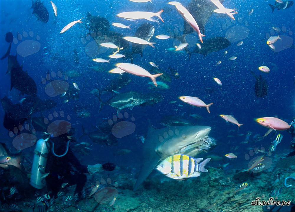 Tiburón toro agarra el cebo y desaparece en el arrecife