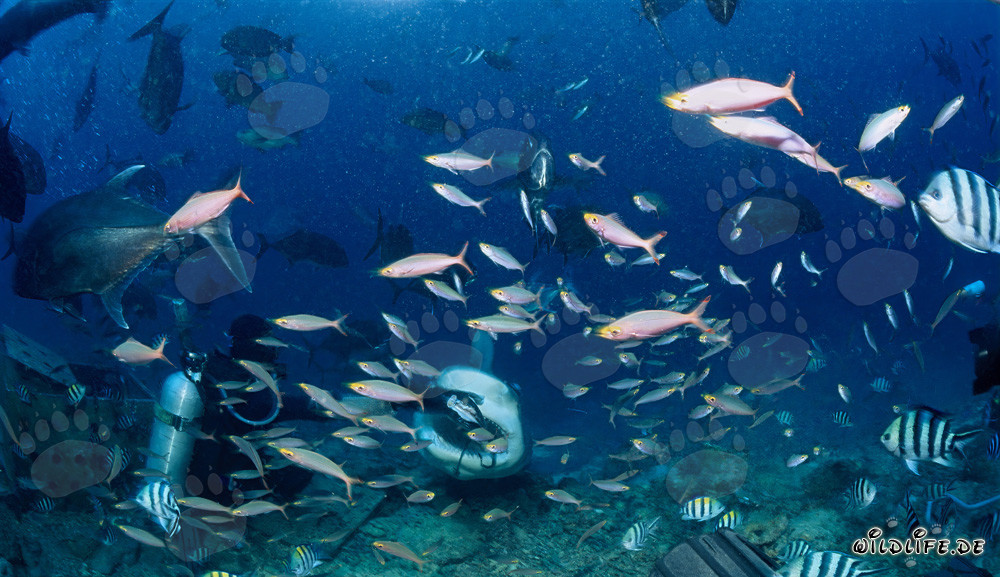 Bull Shark patiently awaits the fish bait