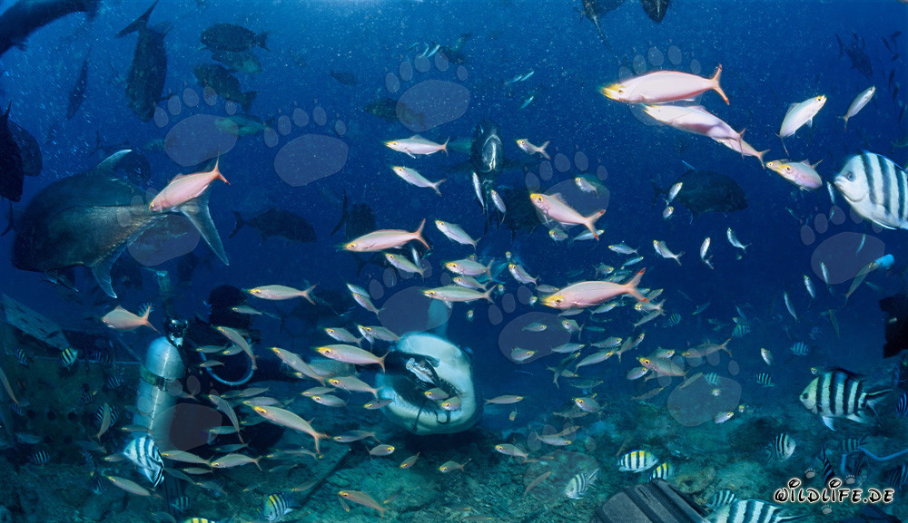 Requin-bouledogue attend patiemment l'appât pour poisson