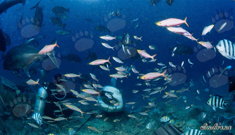 Lo squalo toro aspetta pazientemente l'esca per pesci
