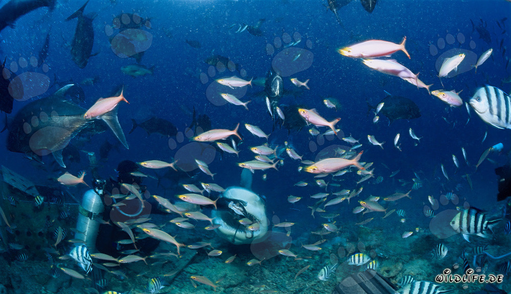 Tiburón toro espera pacientemente el cebo para peces