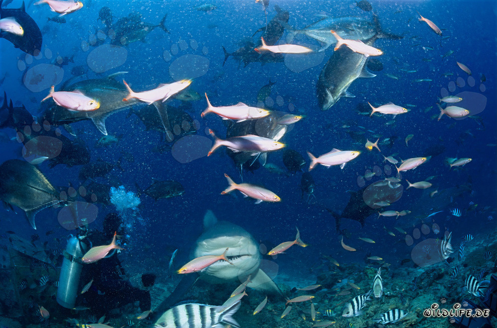 Erleben Sie die Faszination des Bullenhais hautnah in der Beqa Lagoon