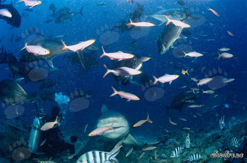 Encuentro imponente: tiburón toro y buzo en la laguna de Beqa