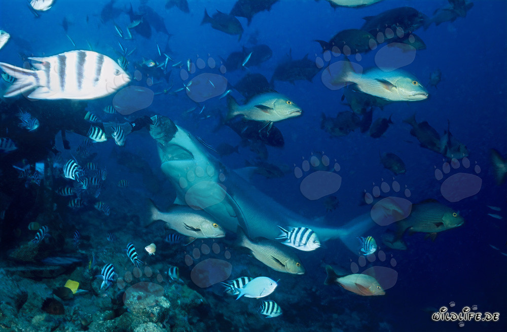 Impressive Bull Shark before the Fish Bait in Beqa Lagoon, Fiji