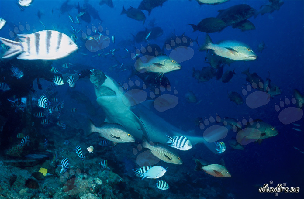 Requin taureau imposant devant un appât à poissons dans le lagon de Beqa, Fidji