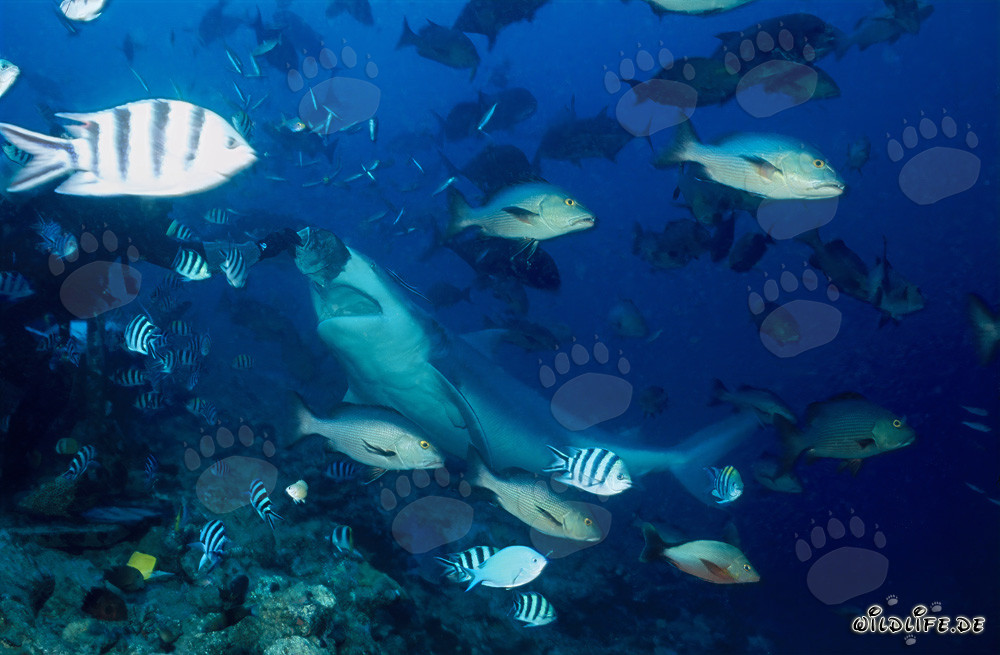 Imponente squalo toro davanti all'esca per pesci a Beqa Lagoon, Figi