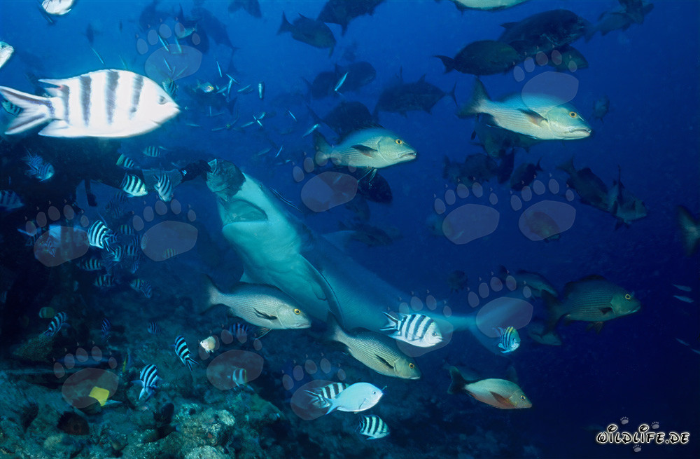Impresionante tiburón toro frente a cebo de pescado en Beqa Lagoon, Fiji