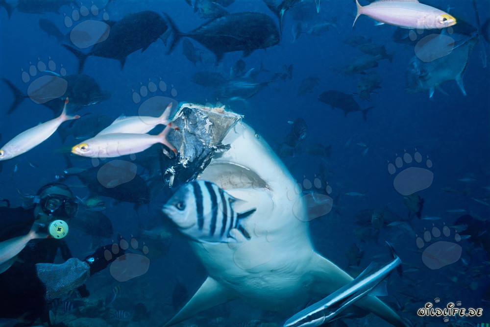 Bull shark snaps after the fish head in Beqa Lagoon, Fiji