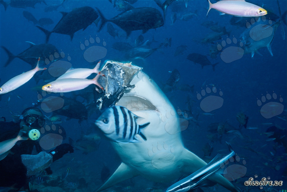 Requin bouledogue mord à la tête de poisson dans le lagon de Beqa aux Fidji