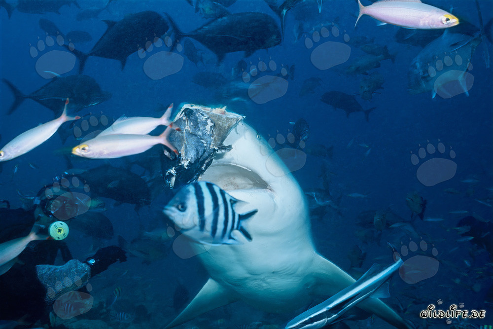 Squalo toro morde la testa di pesce nella laguna di Beqa alle Figi