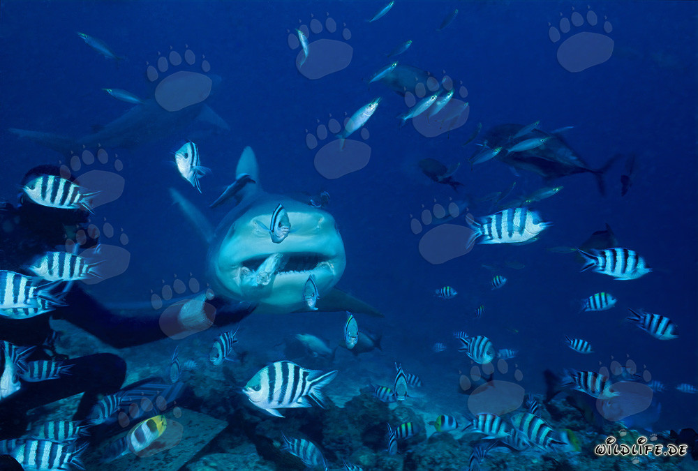 Encuentro fascinante: Buzo entrega cebo a un imponente tiburón toro
