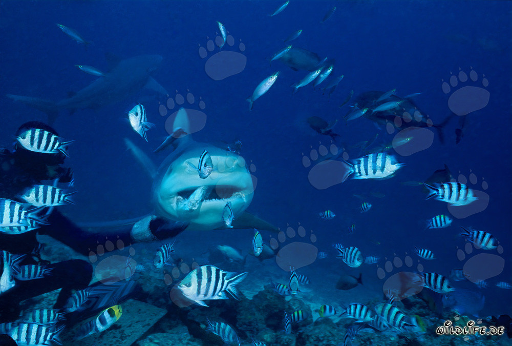 Fascinating Encounter: Diver hands over bait fish to impressive Bull Shark