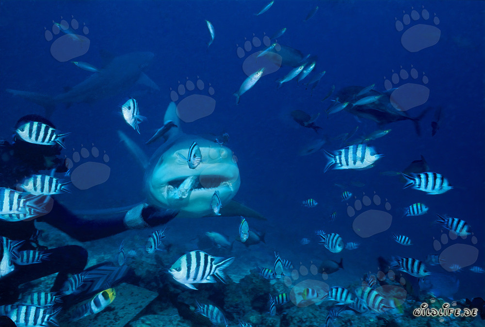 Rencontre fascinante : Plongeur remet un appât à un impressionnant requin-bouledogue