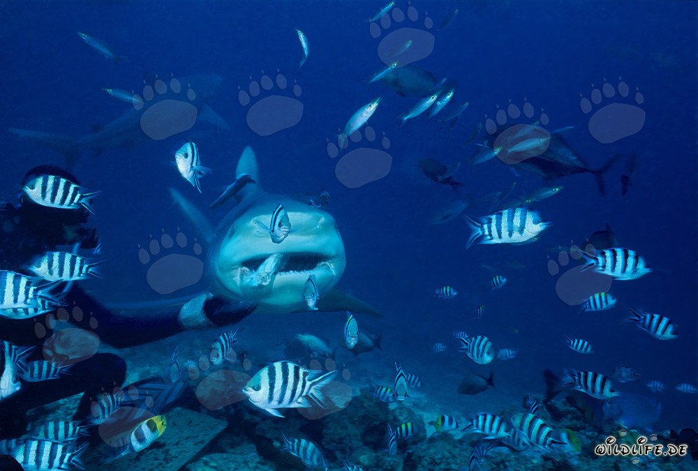 Incontro affascinante: Subacqueo consegna esca a un imponente squalo toro