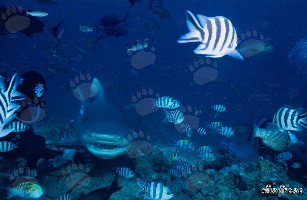 Bull shark (Carcharhinus leucas) swims curiously towards diver