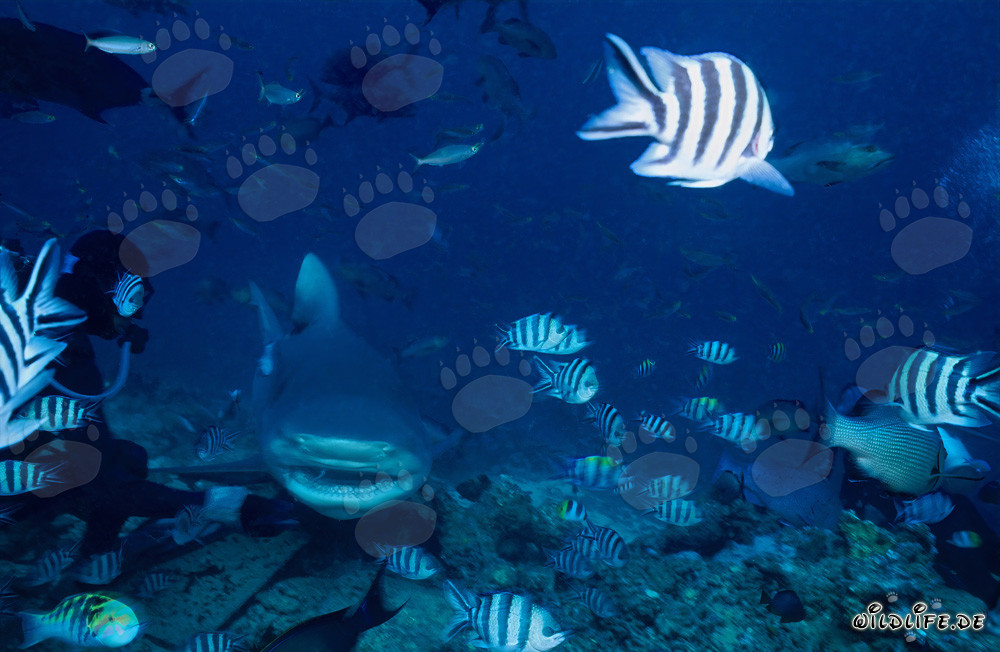 Bullenhai (Carcharhinus leucas) schwimmt neugierig auf Taucher zu