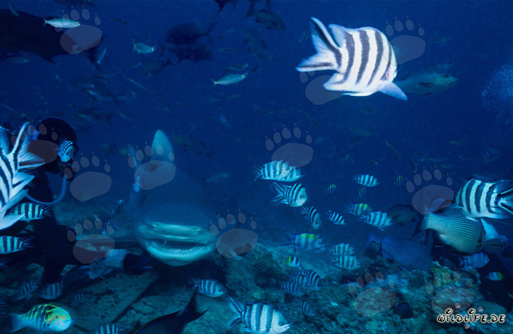 Squalo toro (Carcharhinus leucas) nuota curioso verso un subacqueo