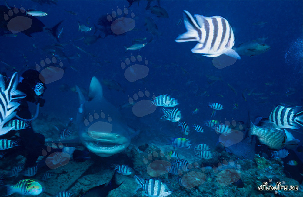 Tiburón toro (Carcharhinus leucas) nada curiosamente hacia un buzo