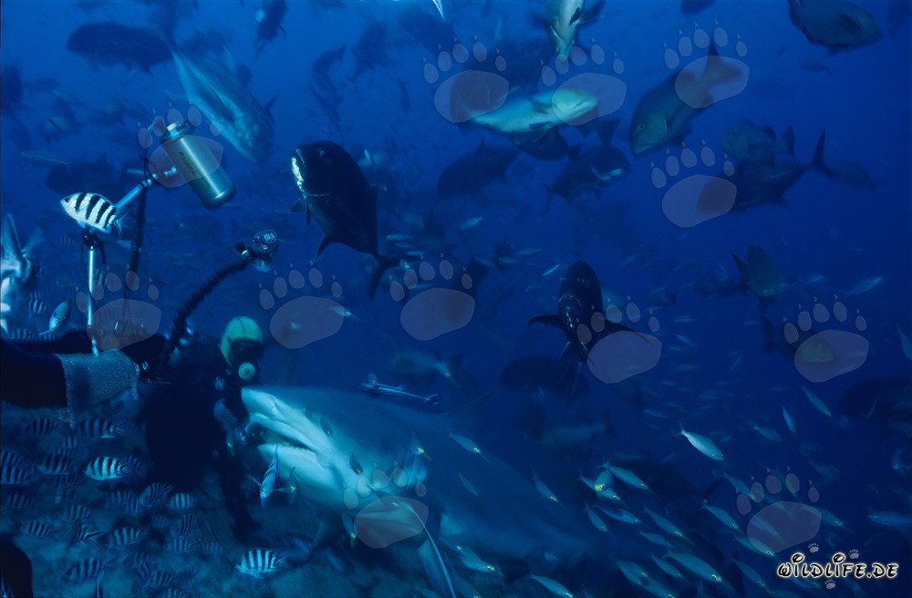 Encuentro fascinante: buceadores e imponente tiburón toro