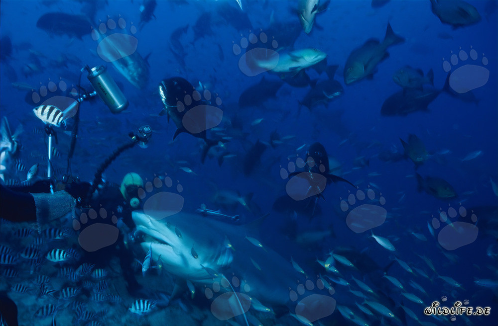 Fascinating Encounter: Diver and Impressive Bull Shark