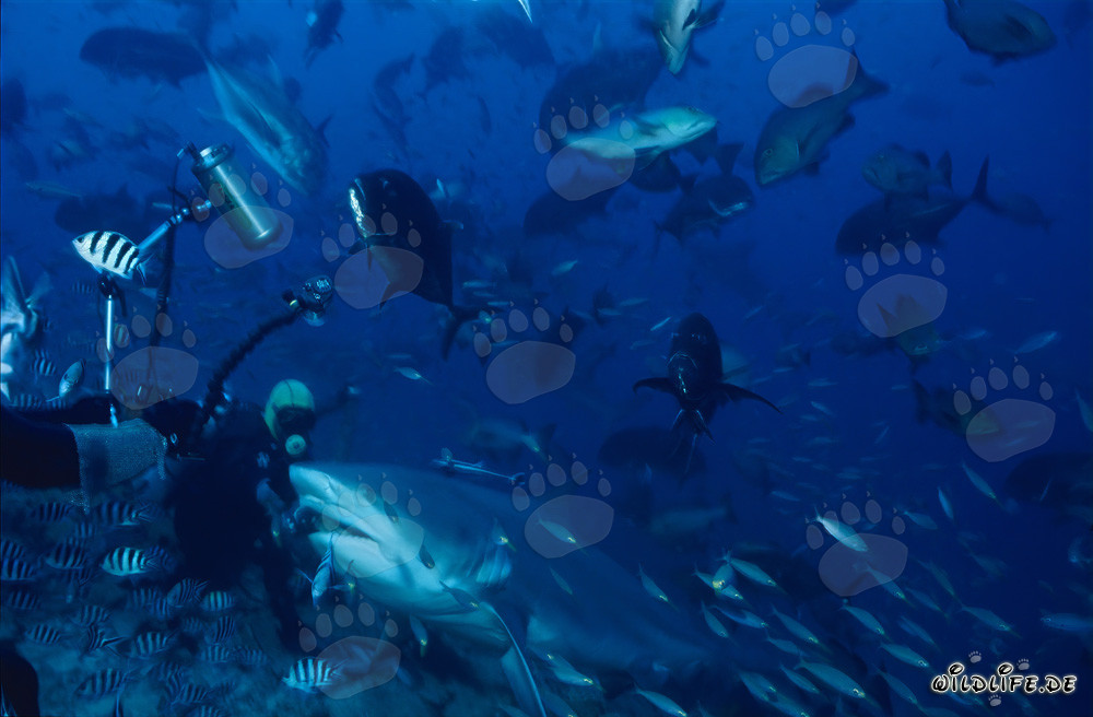Rencontre fascinante : plongeurs et impressionnant requin taureau