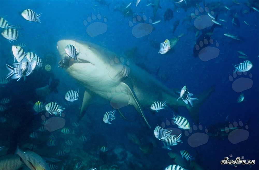 Bull shark takes the fish bait