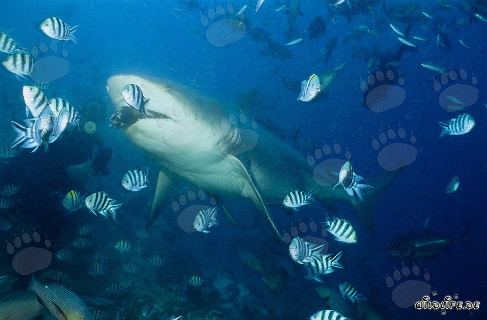 Requin taureau mord le leurre de poisson