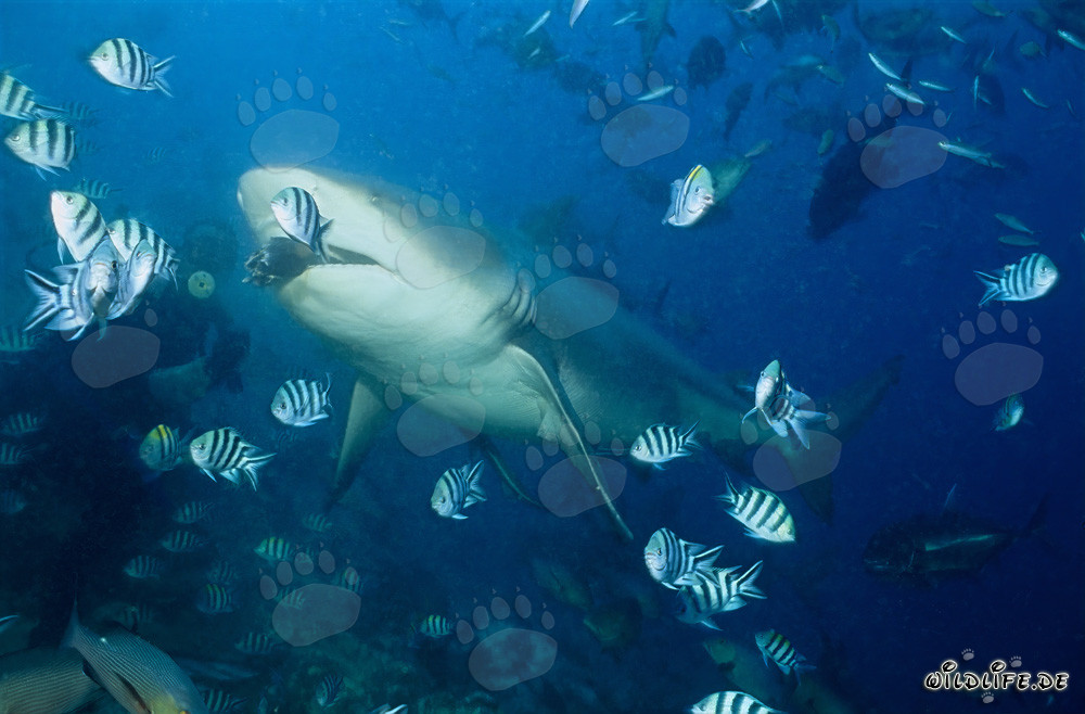 Tiburón toro muerde el cebo de pescado