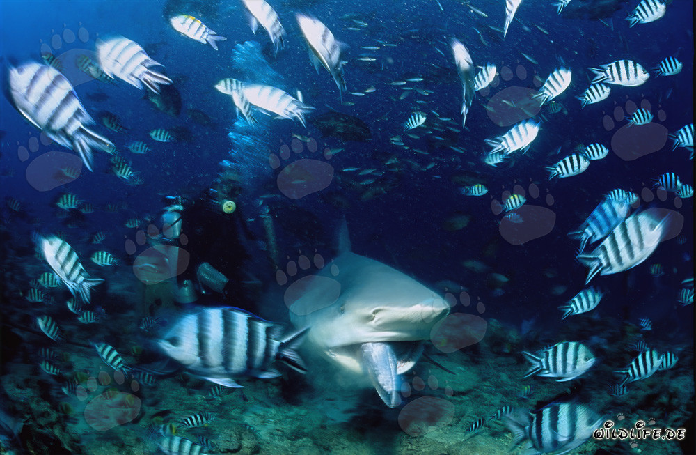 Bull shark with fish bait in its mouth