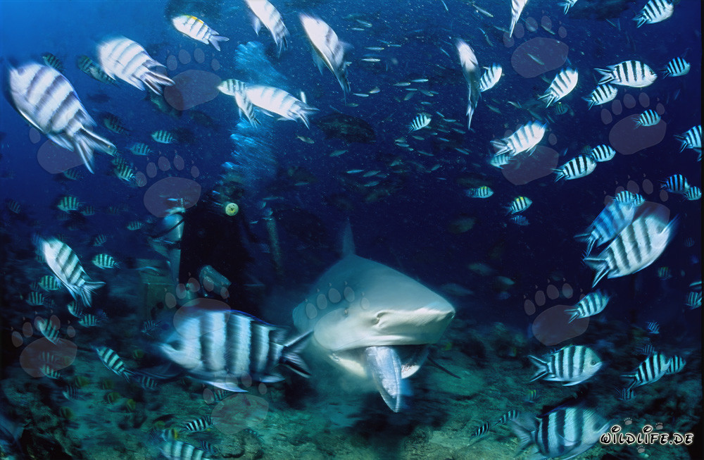 Requin taureau avec appât dans la bouche