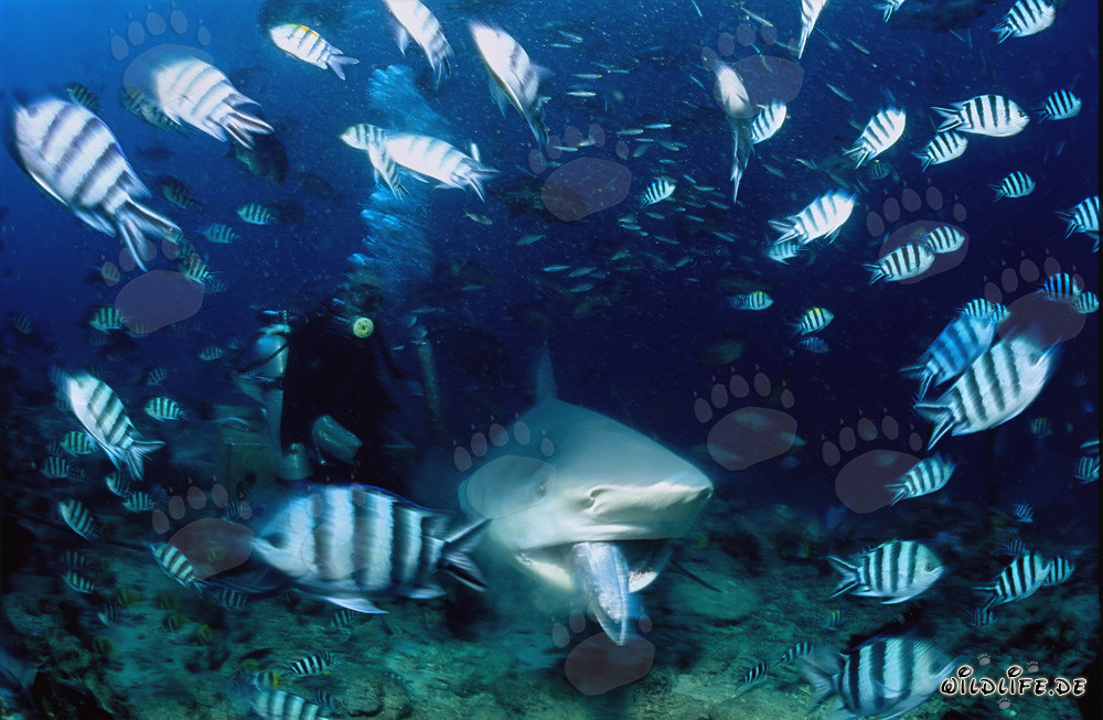 Tiburón toro con cebo en la boca