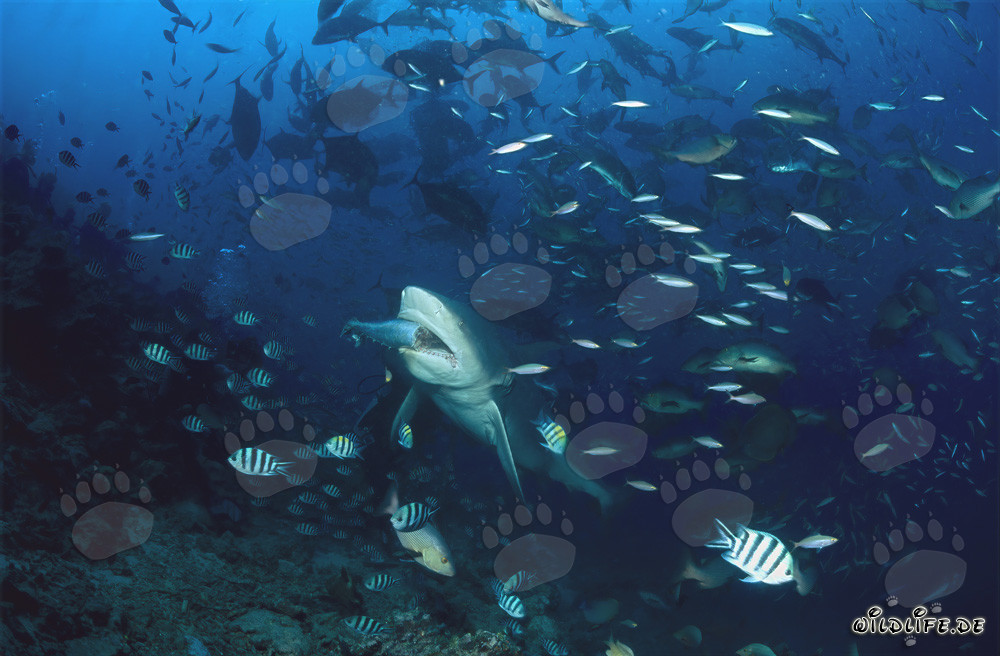 Fascinating Bull Shark with Baitfish in the Beqa Lagoon on the Fiji Islands
