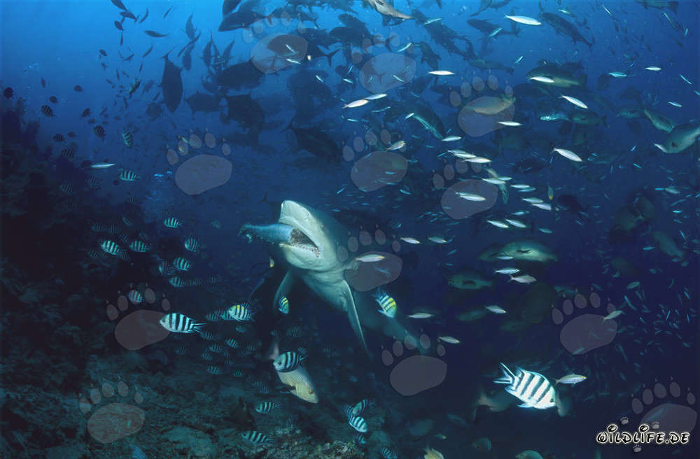 Requin taureau fascinant avec appât dans le lagon de Beqa aux îles Fidji