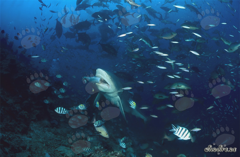 Tiburón toro fascinante con cebo en el lago de Beqa en las islas Fiji