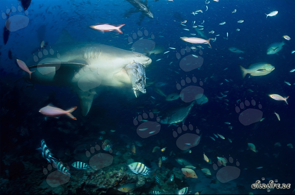 Ataque de tiburón toro: Depredador temible