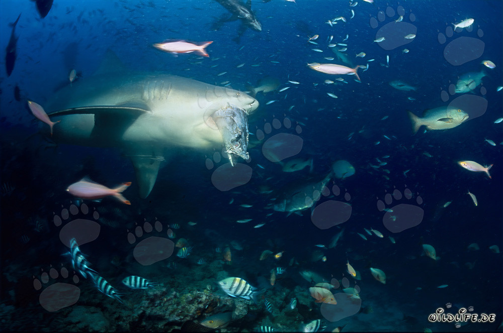 Bull Shark Attack: Terrifying Predator