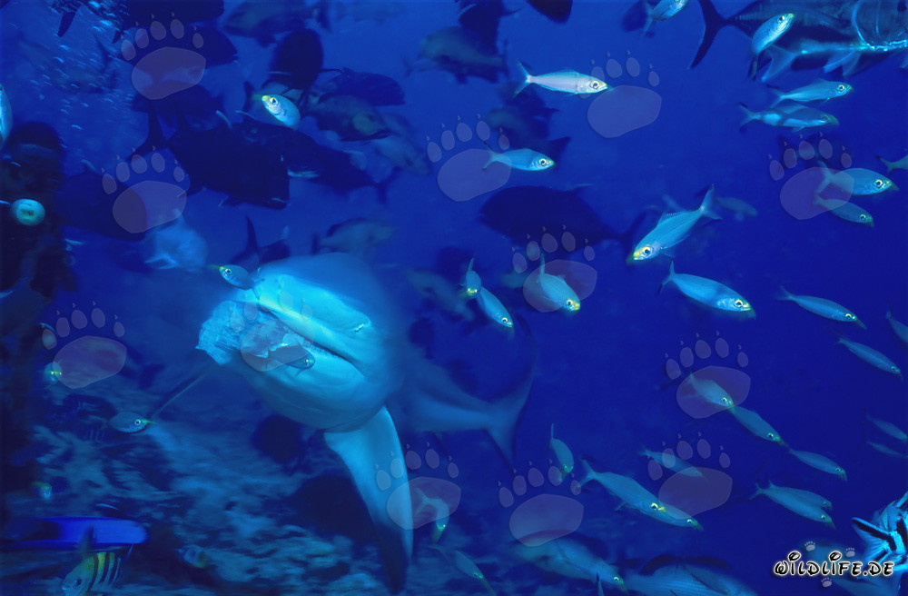 Bull shark has caught the fish bait