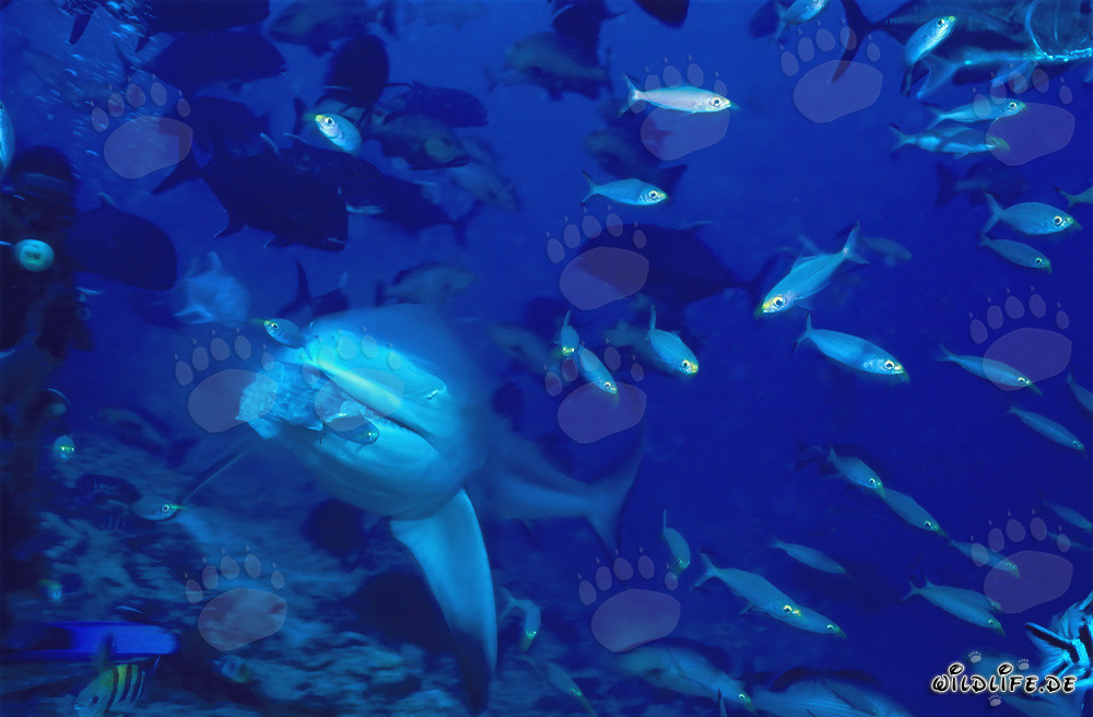 Le requin taureau a attrapé l'appât