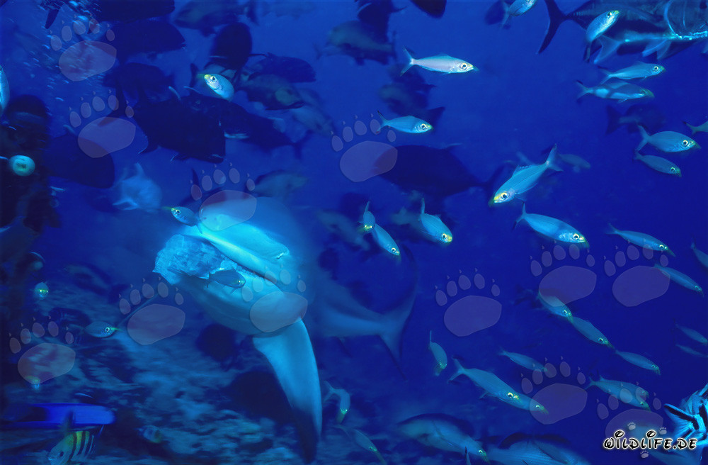 Lo squalo toro ha abboccato all'esca