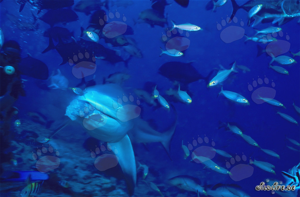 El tiburón toro ha atrapado el cebo