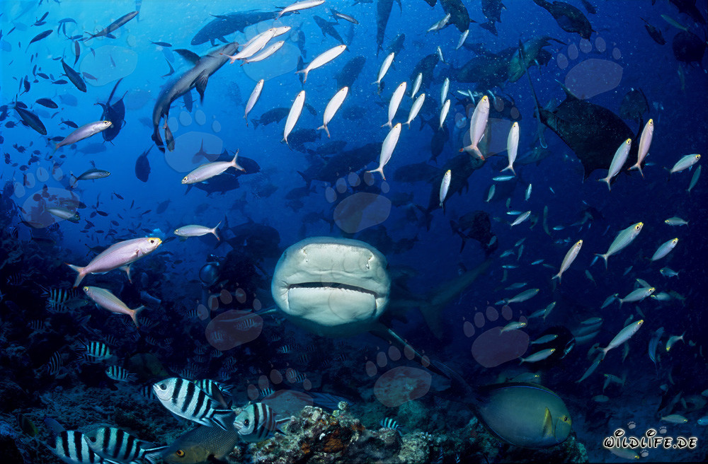 Bull shark swimming through school of fish