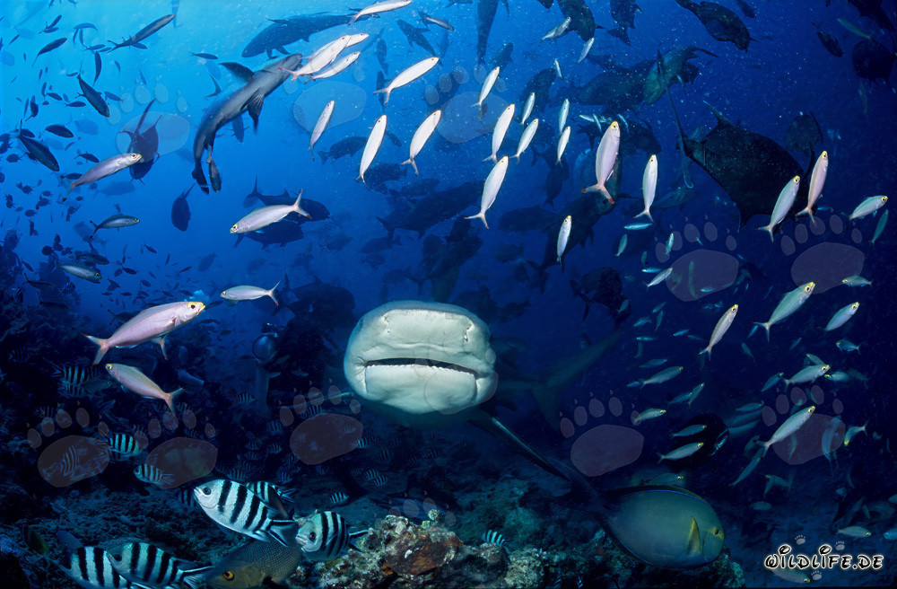 Bullenhaitaucht durch Fischschwarm hindurch