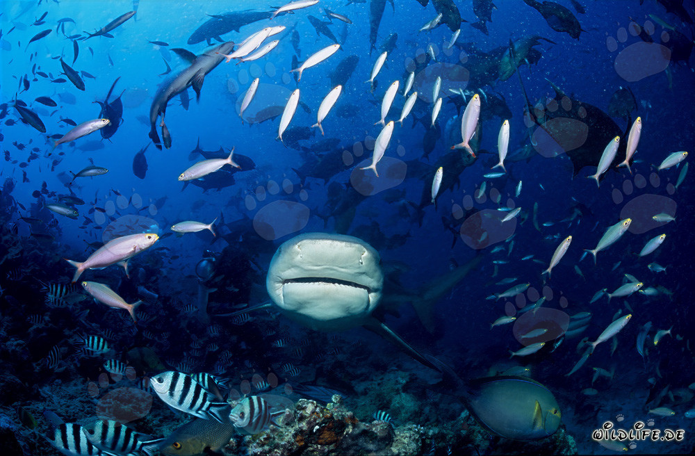 Requin taureau traverse un banc de poissons