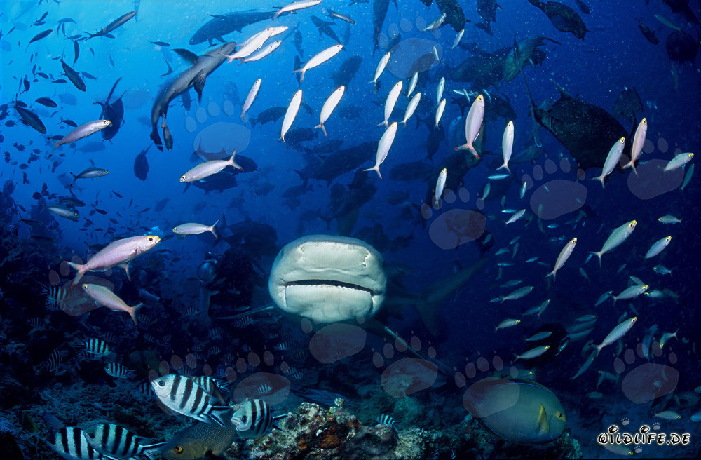 Tiburón toro atraviesa un banco de peces