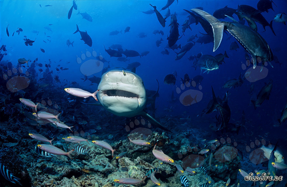 Imponente squalo toro delle Fiji - Carcharhinus leucas