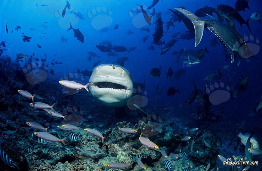 Imposanter Bullenhai aus Fiji - Carcharhinus leucas