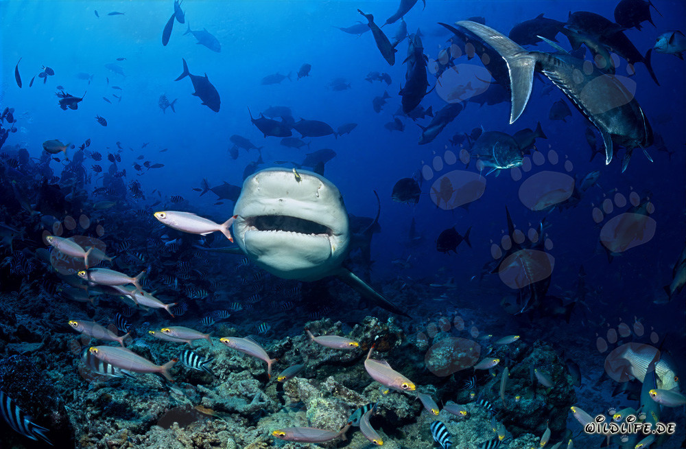 Impresionante tiburón toro de Fiji - Carcharhinus leucas