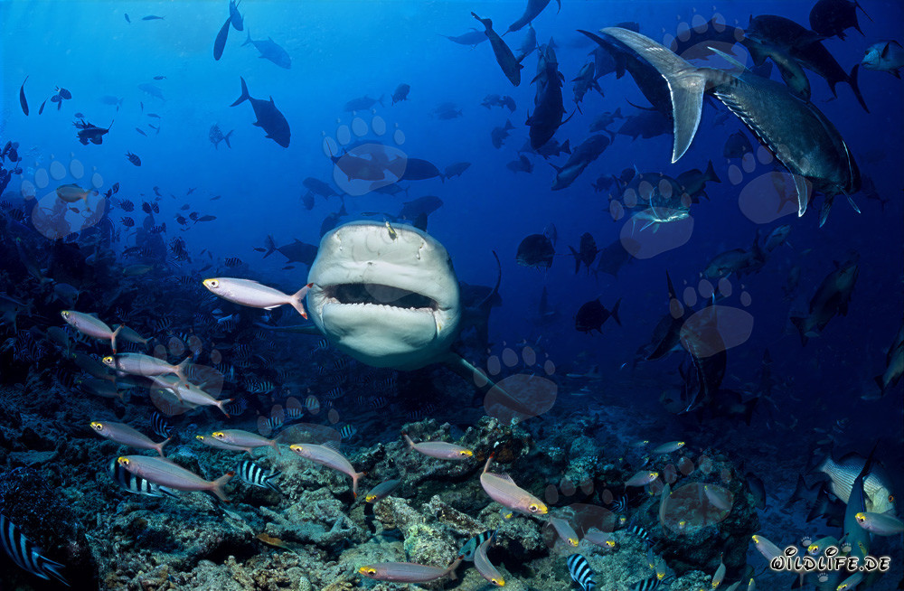 Impressionnant requin taureau des Fidji - Carcharhinus leucas